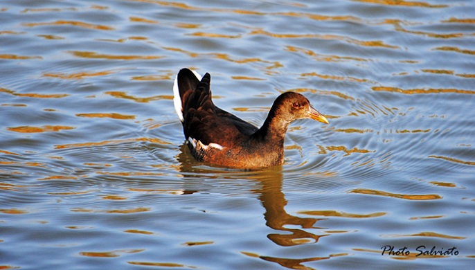 Gallinella d''acqua